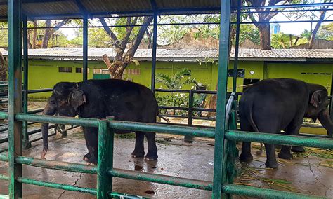 Kesehatan Dan Perluasan Kandang Prioritas Gajah Sumatera Di Kebun