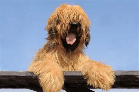 Es Un Briard Una Buena Mascota