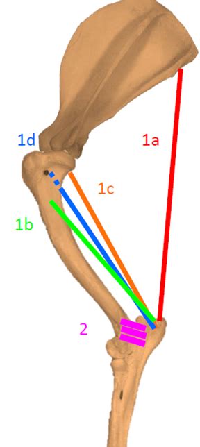 Elbow Extensors Diagram Quizlet