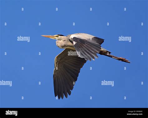 Grey Heron flying Stock Photo - Alamy