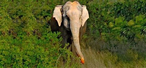 Elephants Have First Right On Forest Says Scorders Demolition Of A
