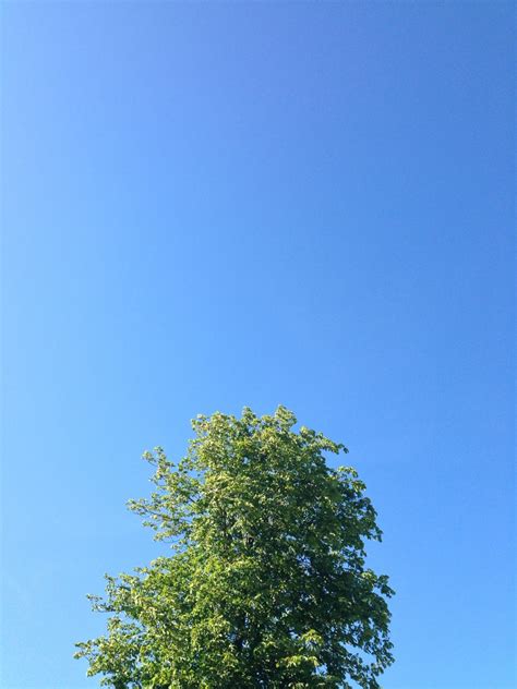 Free Images Tree Branch Cloud Sky Sunlight Leaf Flower Green