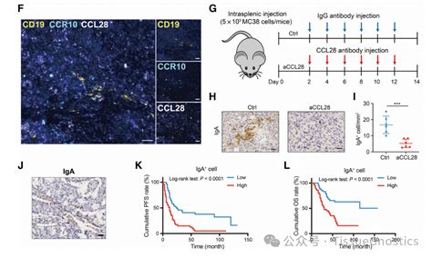 Cancer Research 中山大学彭穗邝栋明教授团队发现骨髓细胞和b细胞之间的相互作用是影响肝癌微环境因素之一 多玛克科技（北京）有限公司