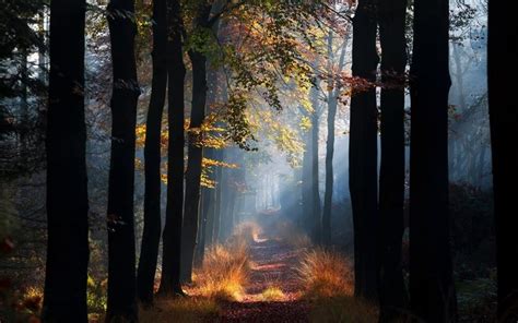 Sunlight Trees Landscape Forest Fall Leaves Nature