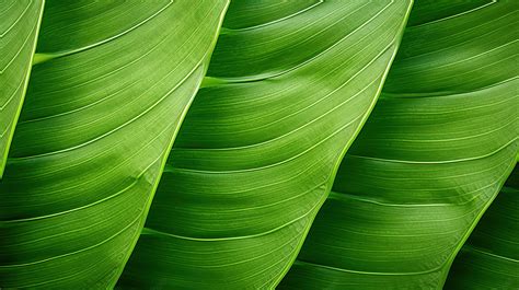 Close Up Of Green Tropical Leaf Texture Background With Detailed Leaf Structure Plant Texture