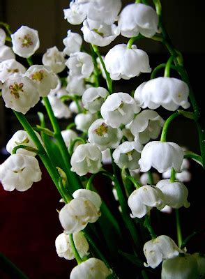 Photos by Stan: Lilies of the Valley [Today's Flowers]