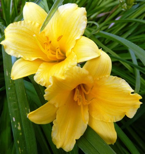 Daria's Daily Pics: Yellow Lily