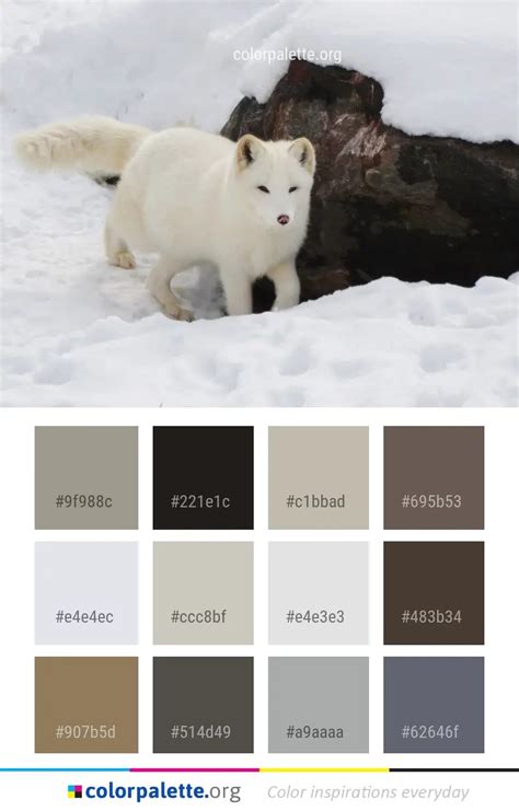 Arctic Fox Color Palette ideas | colorpalette.org