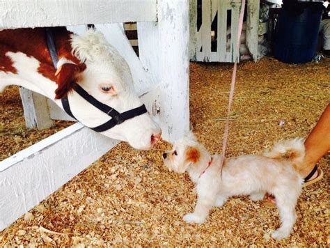 17 Reasons Cows Are The Actual Champions Of Cuteness