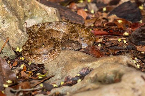 Cat Eyed Snake Madagascarophis Colubrinus Kirindy Forest Madagascar