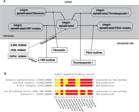 A Hypothetical Diagram Of The Human Integrin Cell Surface Interactions