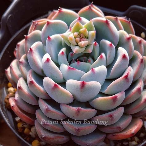 Jual Kaktus Sukulen Echeveria Blue Minima Tanaman Hidup Mini Bukan