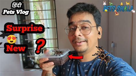 Kya Ye New Tarentula Hai 😍🕷️ Pets Vlog Hindi Petsshala Petsvlog