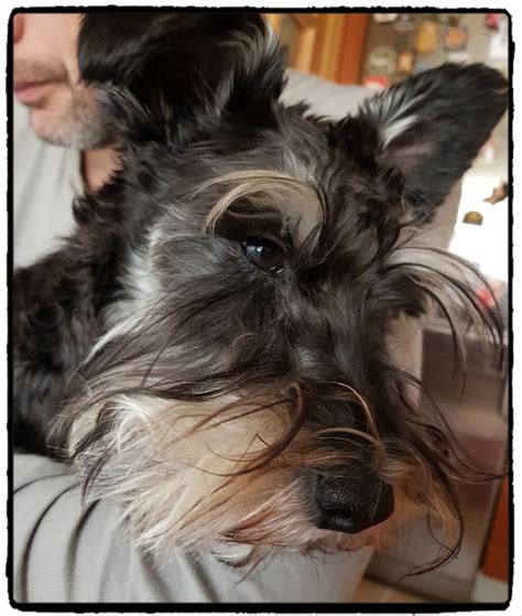 Pin De Pam Larsen En Schnauzers Rule Animales Westy