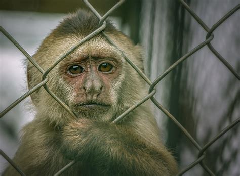 Do You Knowim Innocent Photograph By Esteban Rios Pixels