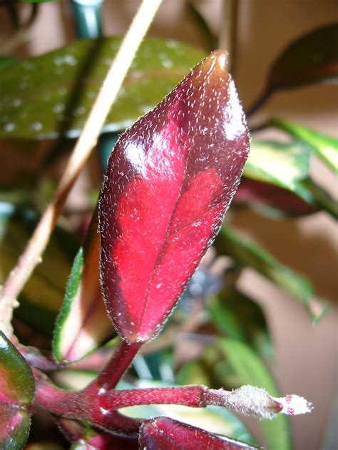 Moje hoye: Hoya carnosa tricolor