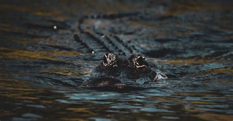 A Black Crocodile on Water · Free Stock Photo