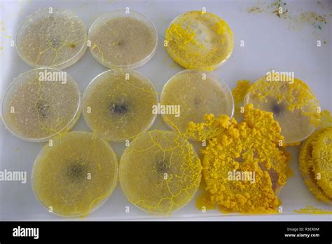 Yellow Slime Mould Physarum Polycephalum Growing And Network Out Of