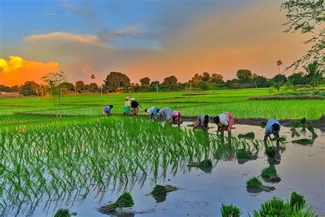 4 Kecamatan Penghasil Padi Terbesar Di Lamongan Ternyata Daerah Sugio