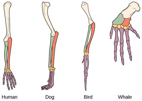 Evidence Of Evolution Openstax Concepts Of Biology