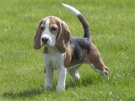 Beagle Dog Breed Information | UKPets