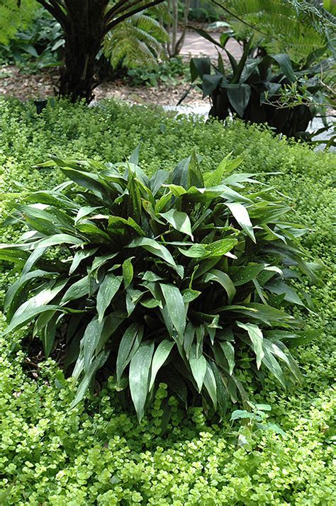 Milky Way Speckled Cast Iron Plant Aspidistra Elatior Milky Way In