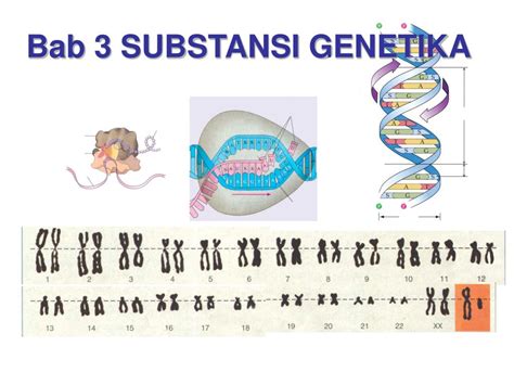 Ppt Bab 3 Substansi Genetika Powerpoint Presentation Free Download