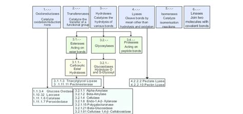 General Classification Of Enzymes Based On Their Catalytic Functions