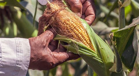 Fagro Honduras Cultivos Productos para Maíz