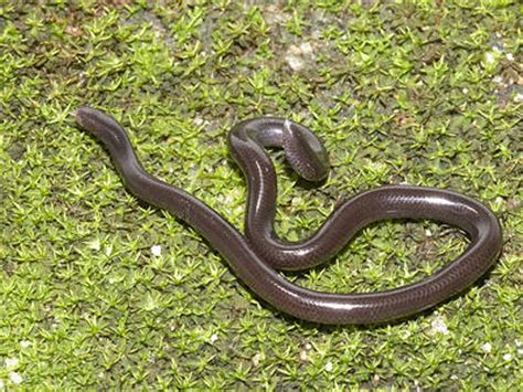 Brahminy Blind Snake