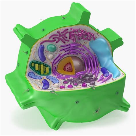 Free 3D Plant-Cell Models | TurboSquid