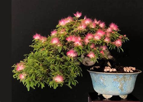 Care Guide For The Silk Tree Bonsai Tree Albizia Or Mimosa Bonsai