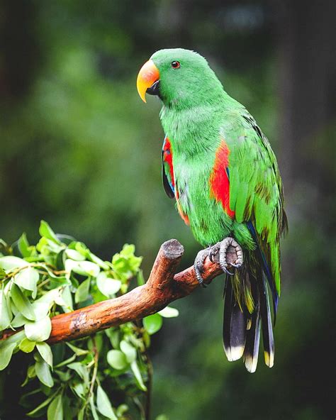 Red Eclectus Parrot Hd Wallpaper Wallpapers13com Images