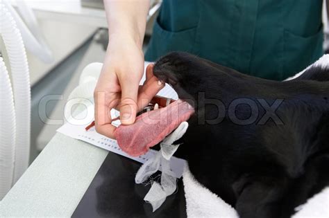 Women Castration Castrating Stock Photo Colourbox