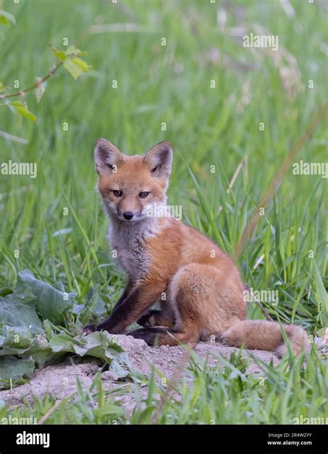 Red Fox Kit Vulpes Vulpes Sitting By Its Den In The Forest In Early