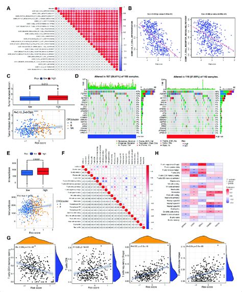 Evaluation Of Tumor Mutation Burden Tmb And Immune Cell Infiltration Download Scientific