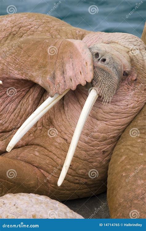 Walrus Teeth Stock Photos Free And Royalty Free Stock Photos From