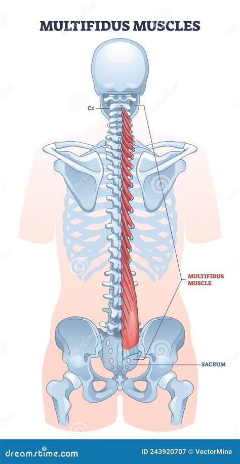 Multifidus Muscles As Long Spine Backbone Muscular System Outline