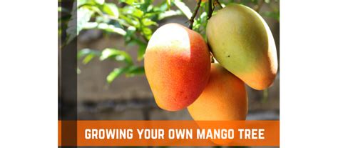 How To Grow Your Own Mango Tree Planting Care And Harvest Farm Plastic Supply