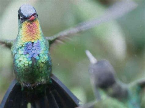 N Utico Intenso La Seguridad Mitos Sobre El Colibri Llevar A Cabo