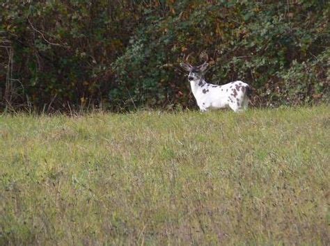 9 Black tail deer Oregon ideas | deer, oregon, animal games