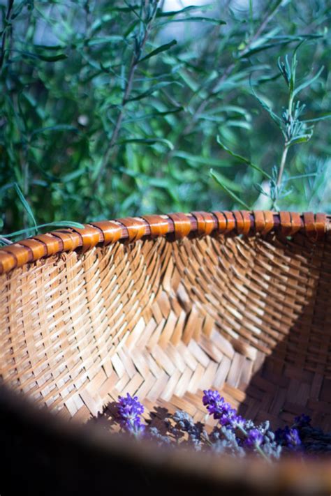 Ankankanfan Lavender Harvest