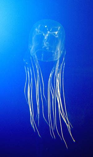 An antidote to box jellyfish venom | Physics Today | AIP Publishing