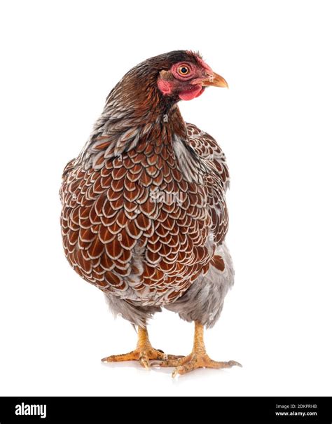 Wyandotte Chicken In Front Of White Background Stock Photo Alamy