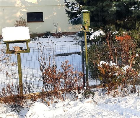 Dokarmianie ptaków zimą Czym karmić ptaki zimujące w Polsce