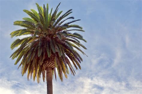 How To Trim Queen Palm Trees Hayward Tree Service AZ