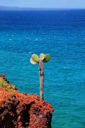 Galapagos Prickly Pear On A Cliff Of Rabida Island In Galapagos