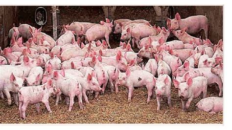 Pig Farming In Nigeria Made Easy Pig Farming In Nigeria Secret Exposed