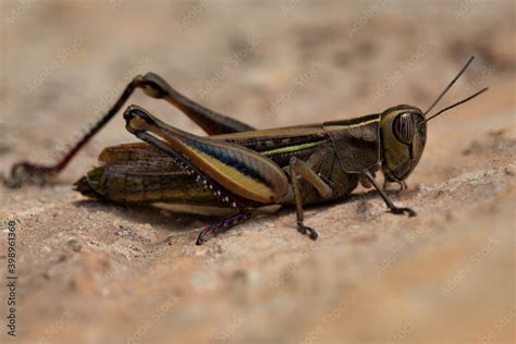 white banded grasshopper close up. grasshopper, species of grasshopper ...