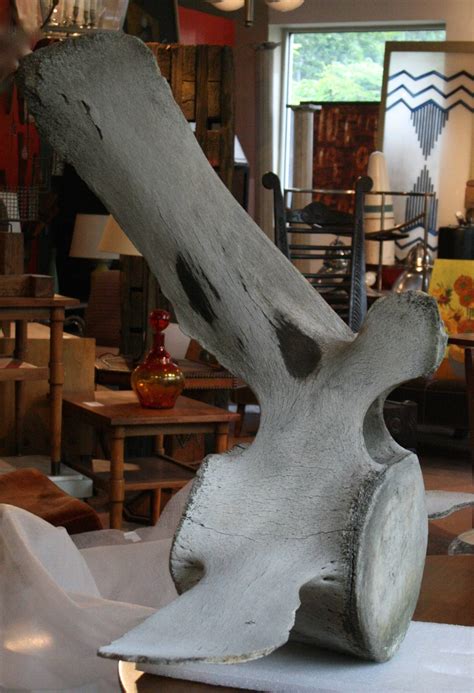 Monumental 18th Century Fossilized Whale Vertebra Bone At 1stdibs